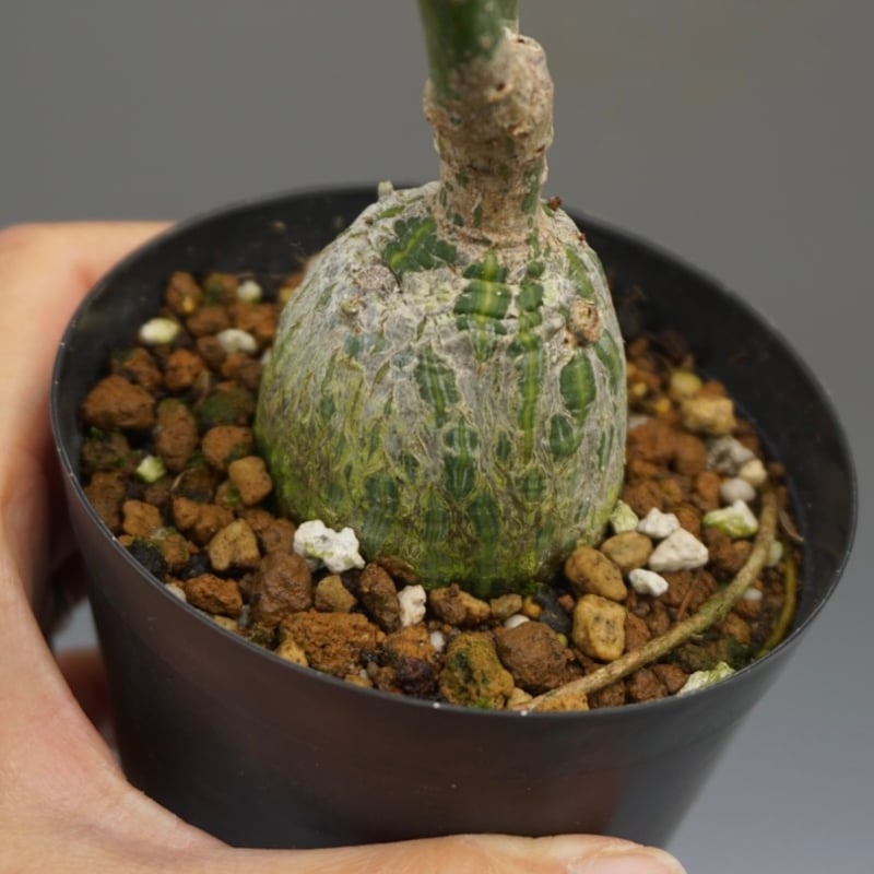 まんまる型 プセウド ボンバックス 047 Pseudobombax ellipticum |