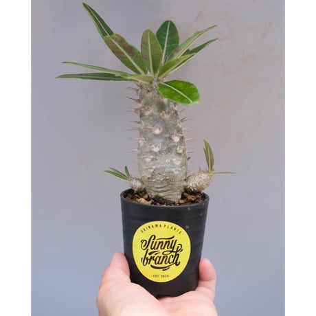 CATEGORY コーデックス | Sunny Branch
