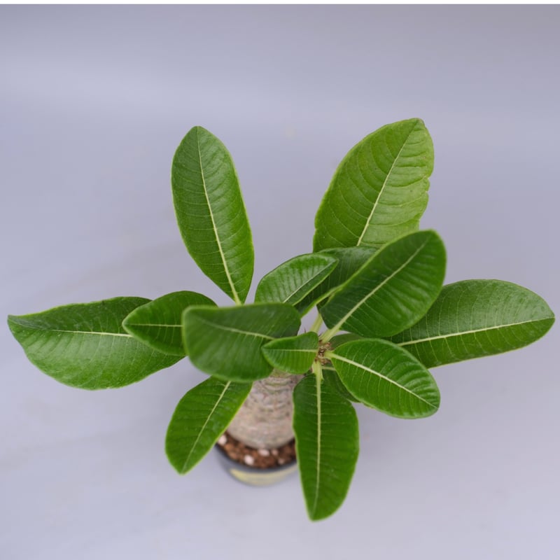 パキボディウムウィンゾリー(実生) パキポディウム・ウィンゾリー実生記録②(Pachypodium Windsorii