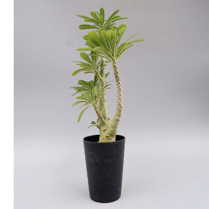 ドルステニア ギガス025 Dorstenia gigas | Sunny Branch