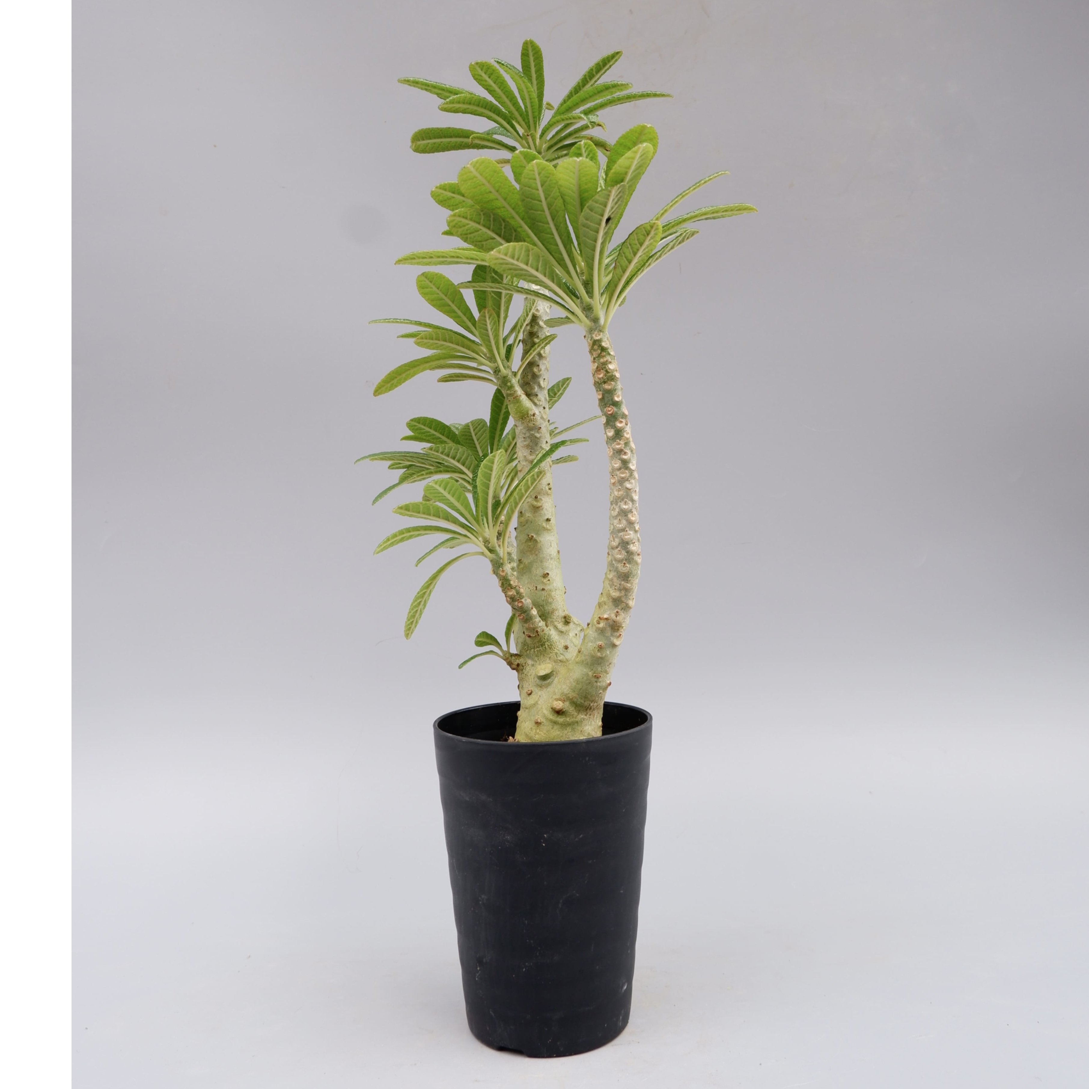 ドルステニア ギガス025 Dorstenia gigas | Sunny Branch
