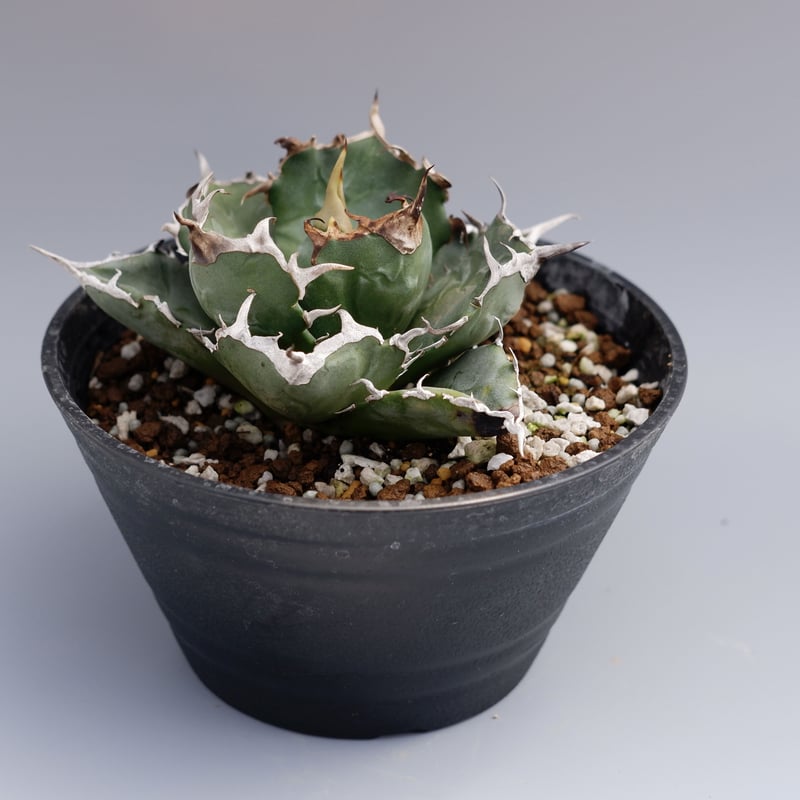 アガベ チタノタ 白鯨 056 Agave titanota white whale | Su