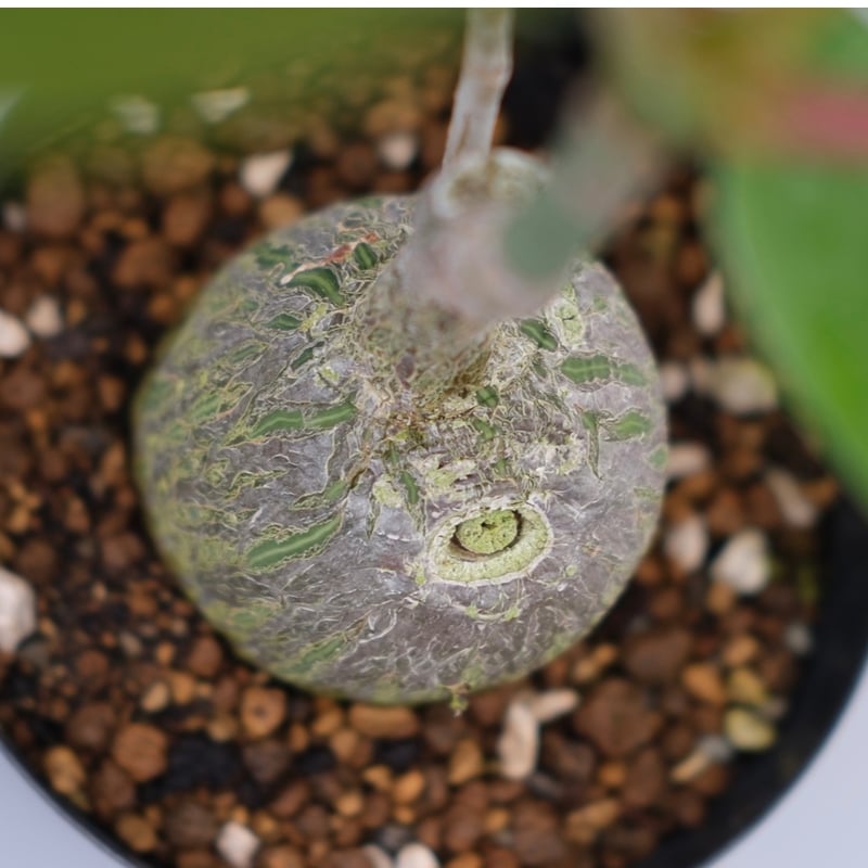 まんまる型 プセウド ボンバックス 050 Pseudobombax ellipticum |