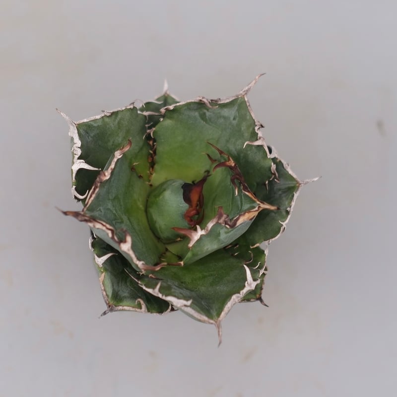 アガベ チタノタ 白鯨 Agave titanota white whale 229 | Su