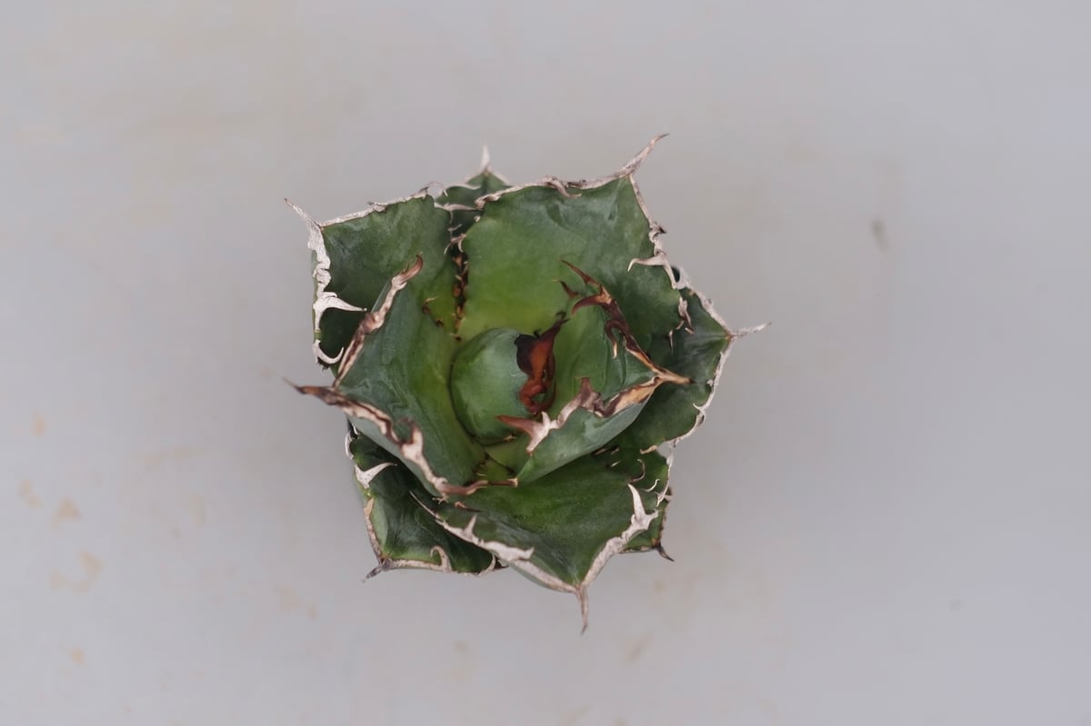 アガベ チタノタ 白鯨 Agave titanota white whale 229 | Su