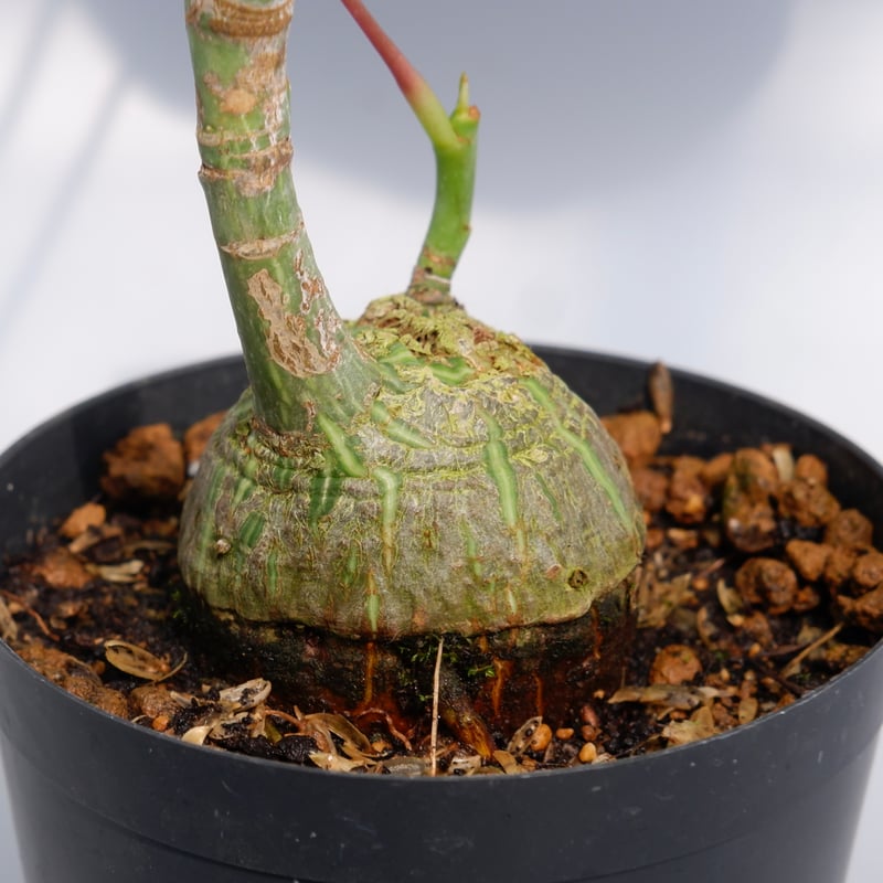 まんまる型 プセウド ボンバックス 030 Pseudobombax ellipticum |