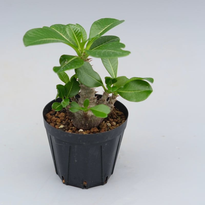 パキポディウム ウィンゾリー 実生株 039 Pachypodium windsorii |