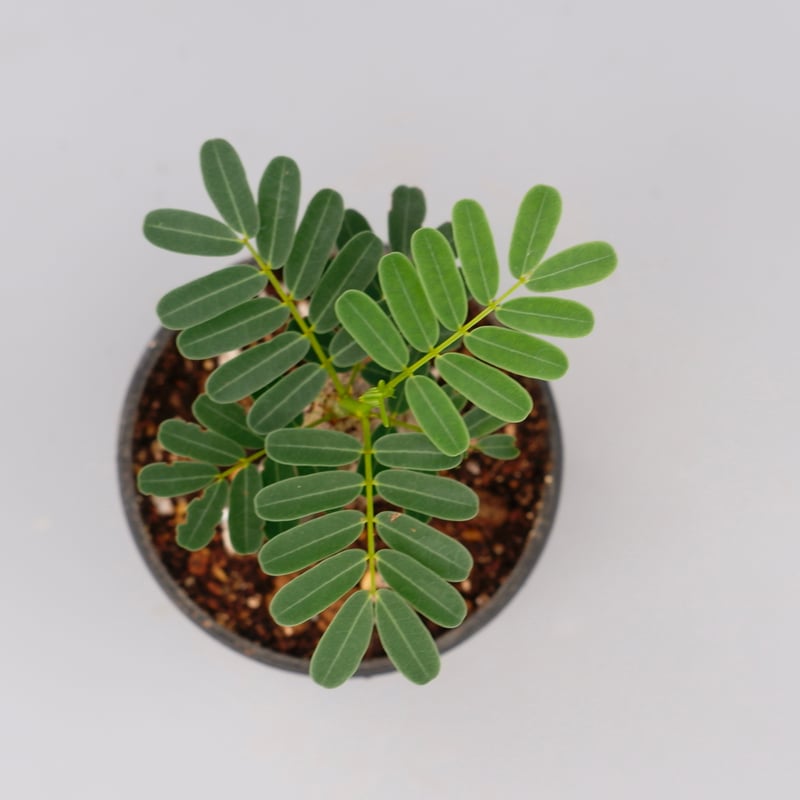 センナ メリディオナリス 実生株 Senna meridionalis 007 | Sunny