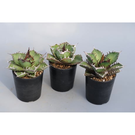 agavetitanota | STORES