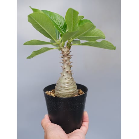 ウィンゾリー 国内実生 パキポディウム・ウィンゾリー実生記録②(Pachypodium Windsorii
