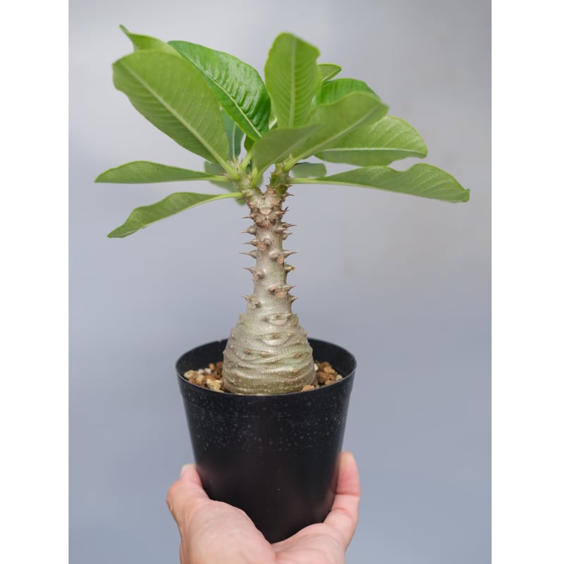 パキポディウム ウィンゾリー 実生 16 パキポディウム・ウィンゾリーの実生が入荷しました！ かなりお買い得