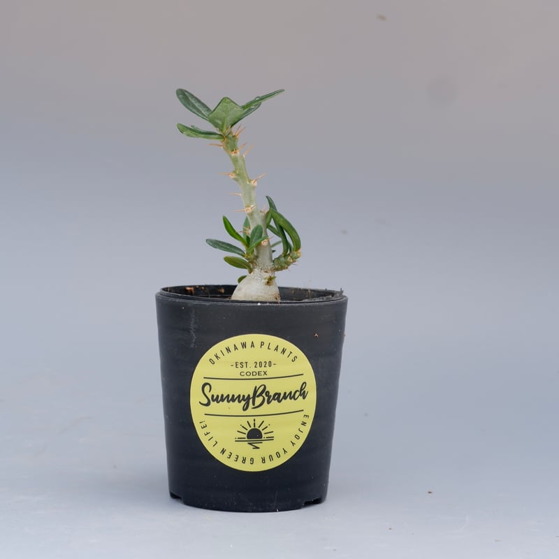 パキポディウム ビスピノーサム Pachypodium bispinosum 003 | Su