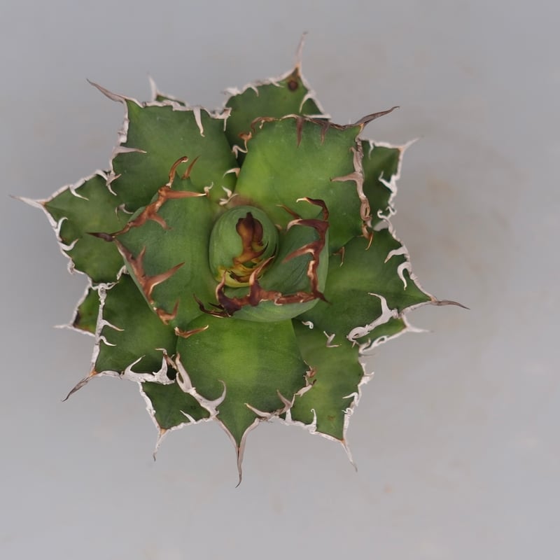 アガベ チタノタ シーザー Agave titanota caesar 148 | Sunny