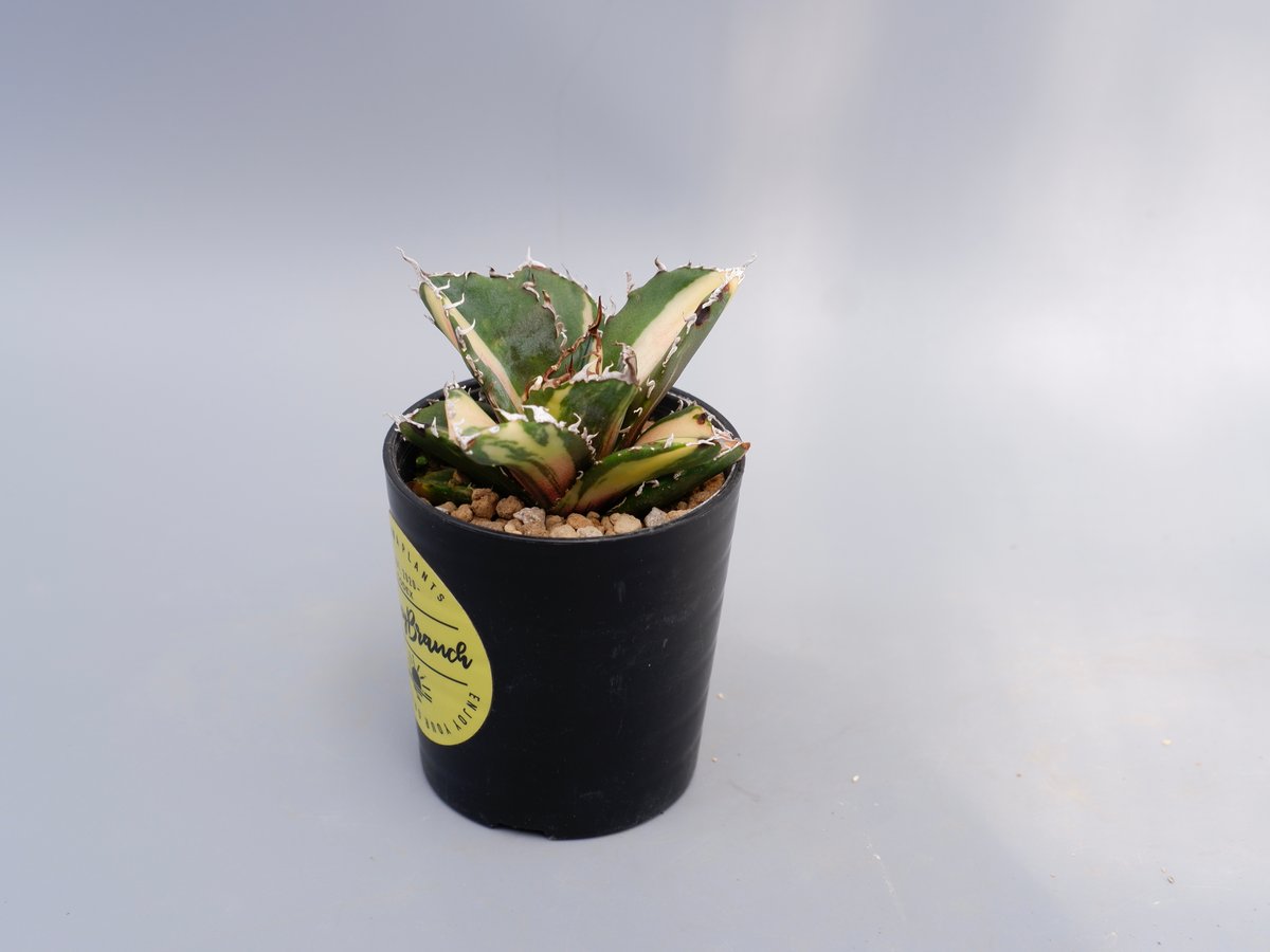 斑入り】アガベ チタノタ 白鯨 Agave titanota white whale 174