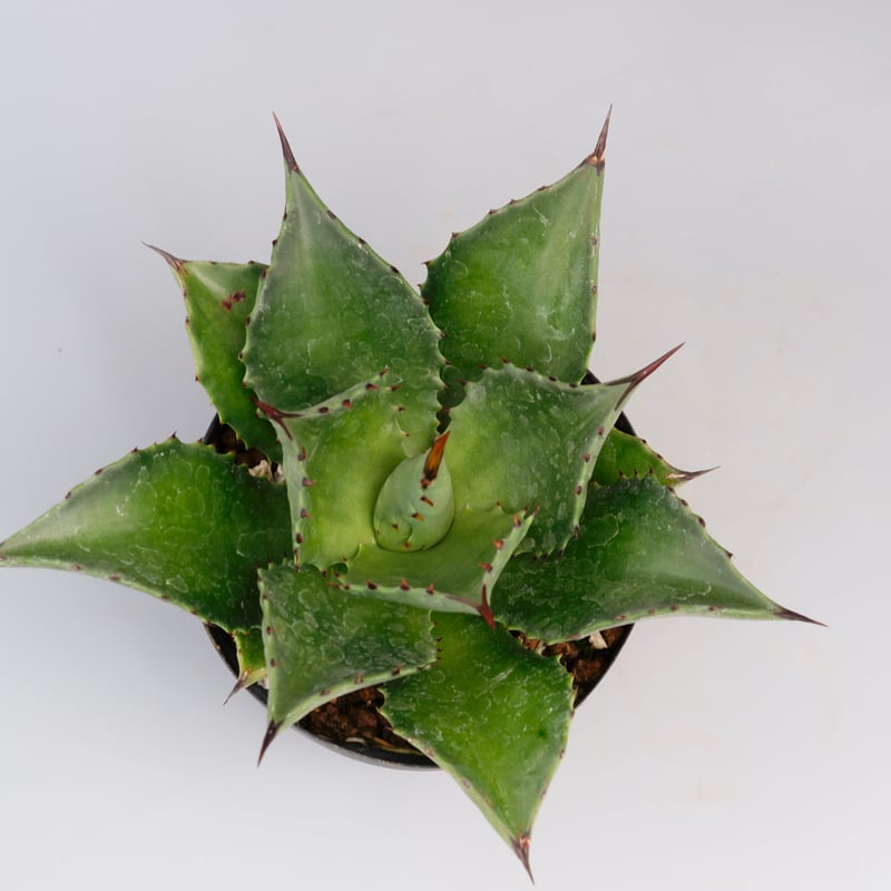 アガベ 観葉植物　マサピガ アガベ 観葉植物 マサピガ