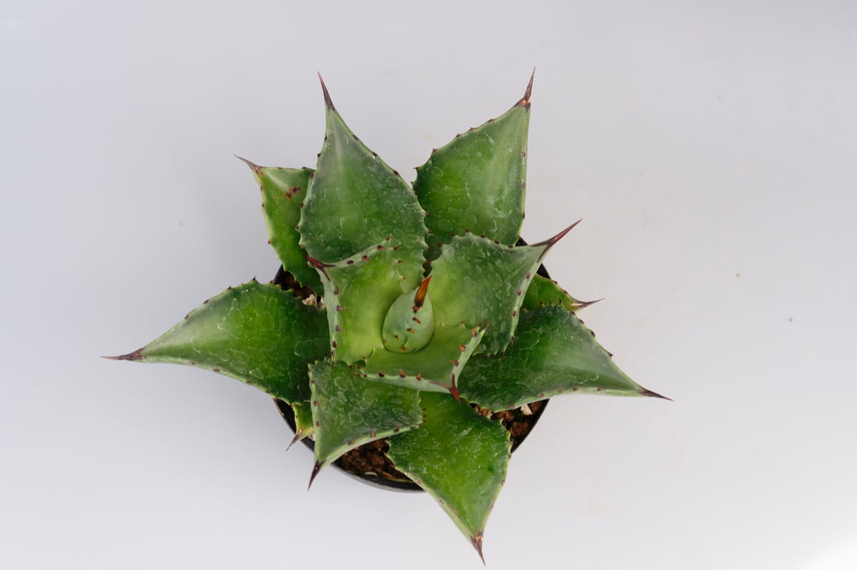 アガベ サロモニー・アガベ マグニフィカ 005 Agave salomonii Agave