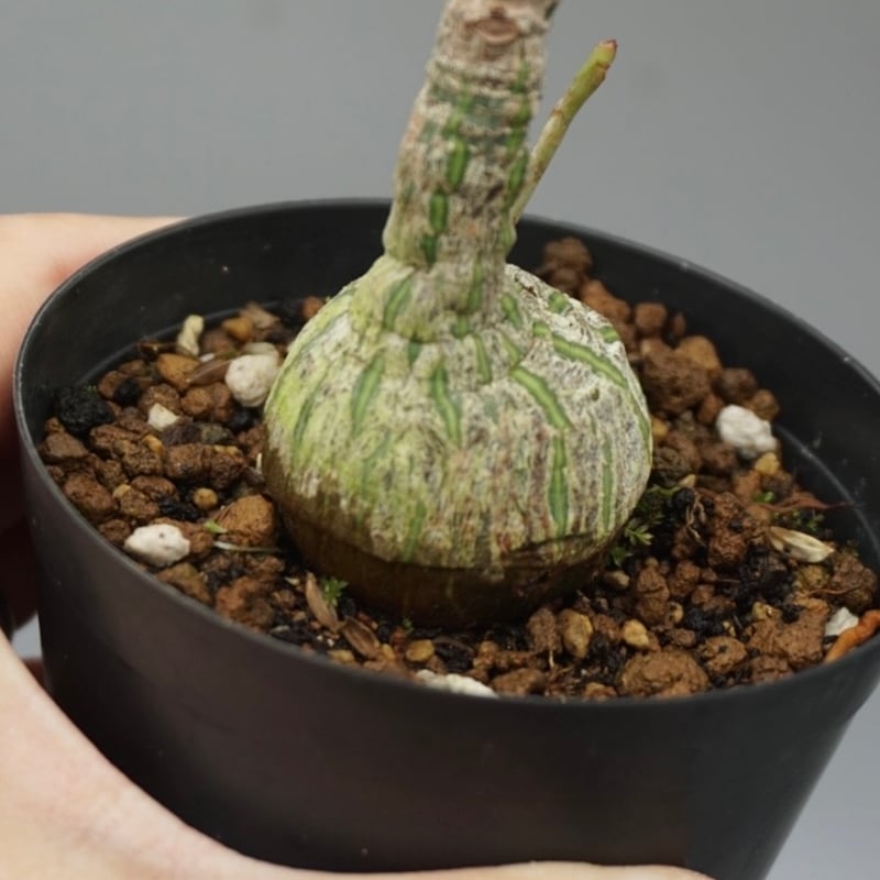 まんまる型 プセウド ボンバックス 048 Pseudobombax ellipticum |