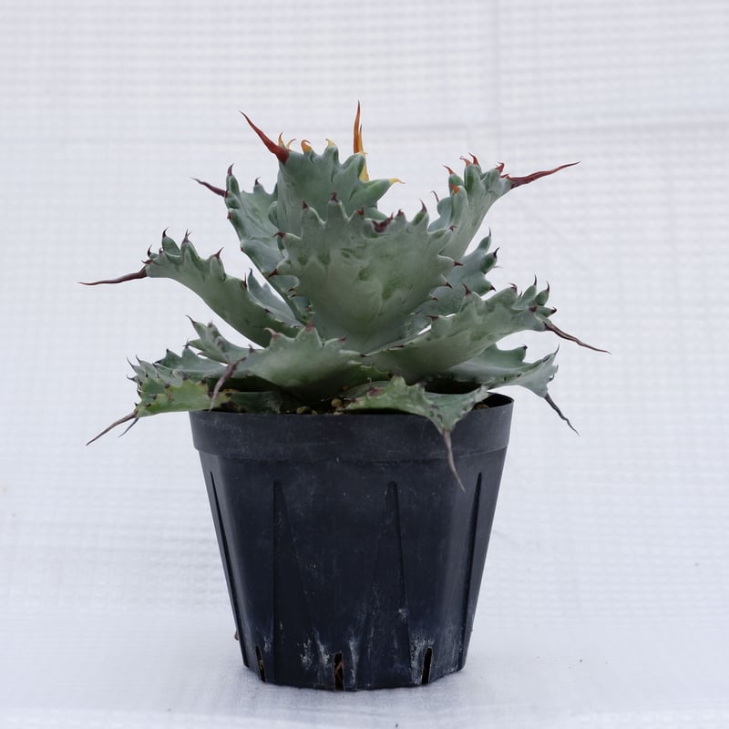 アガベ ポタトラム スポーン005 Agave Potatorum 'SPAWN' | Sun