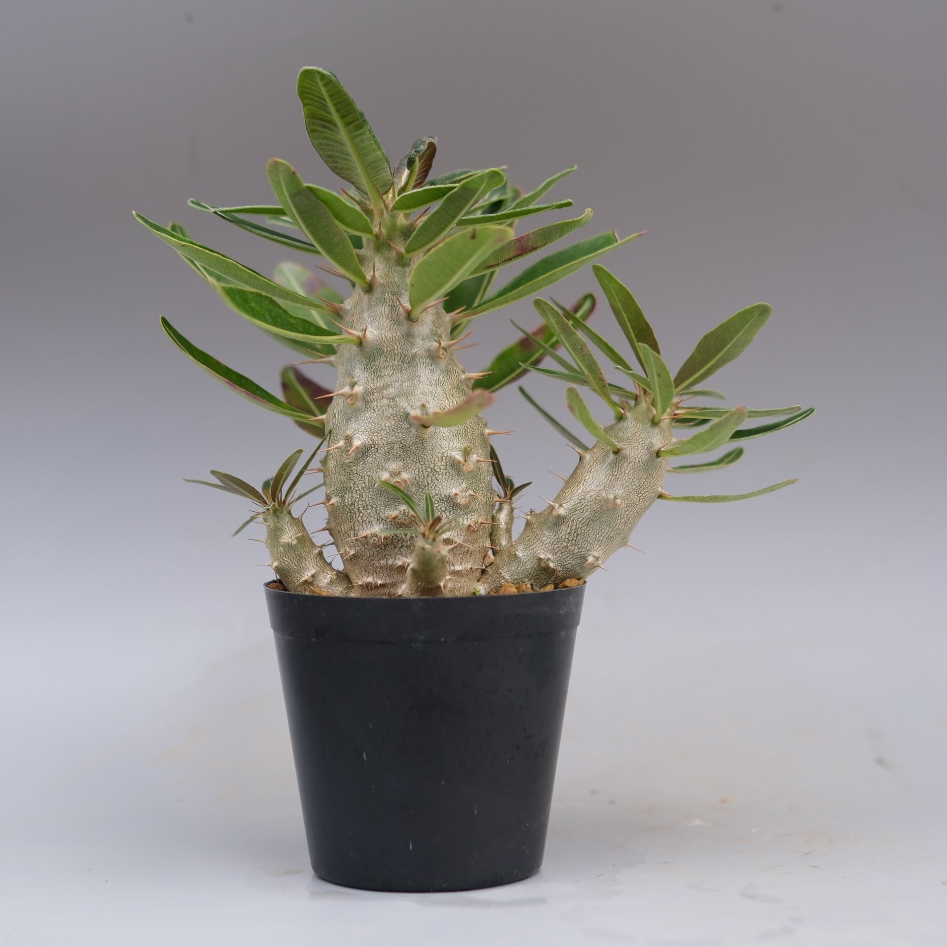 パキポディウム カクチペス 実生株 パキポディウム カクチペス 実生株 032 Pachypodium cactipes | Su