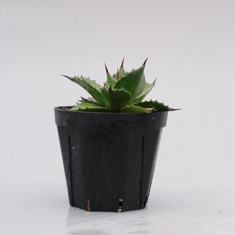 アガベ サロモニー・アガベ マグニフィカ 001 Agave salomonii Agave