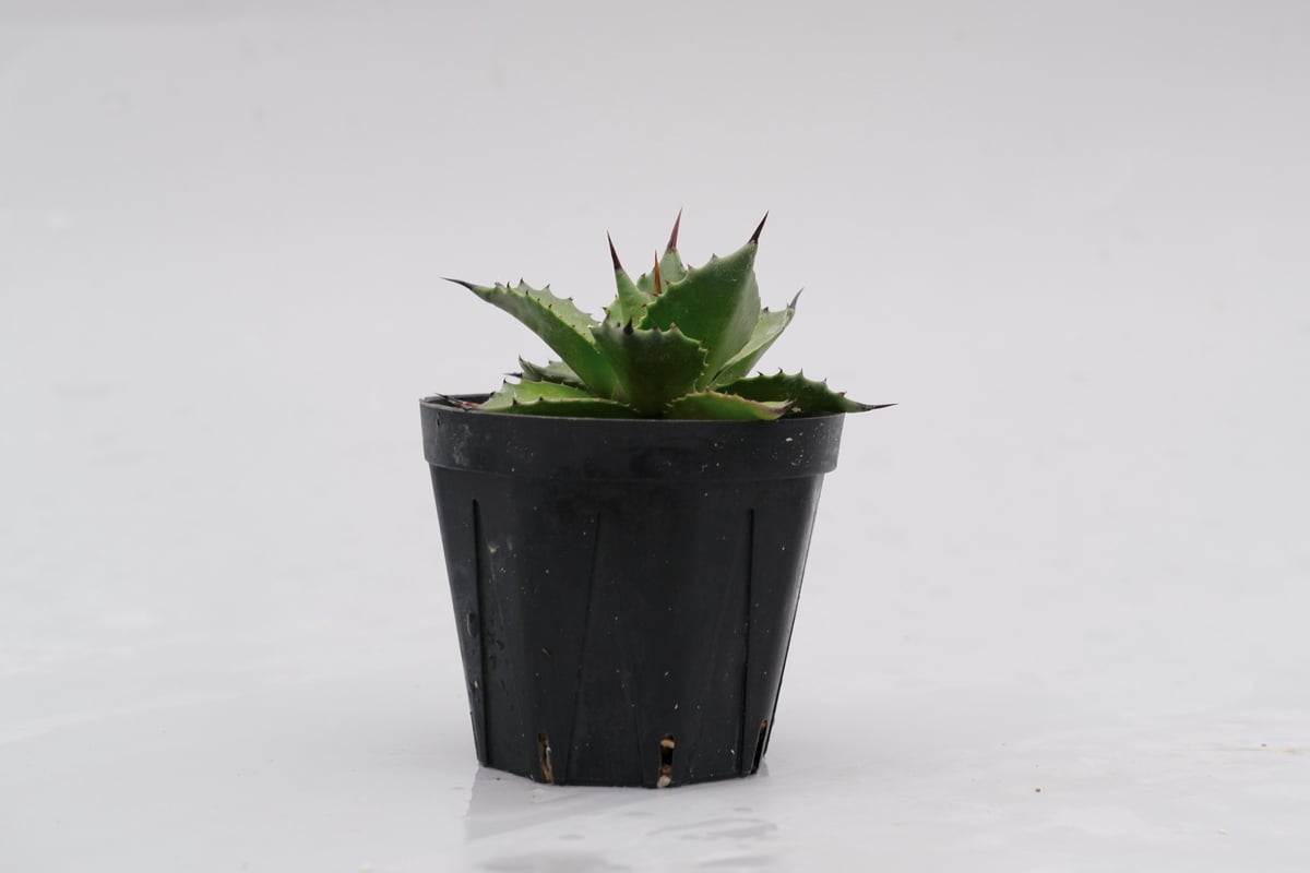 アガベ サロモニー・アガベ マグニフィカ 001 Agave salomonii Agave