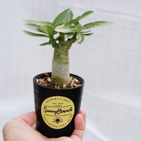 油彩画 アデニウム Amazon｜【種子】Adenium Obesum Super Yellow Maple Leaf