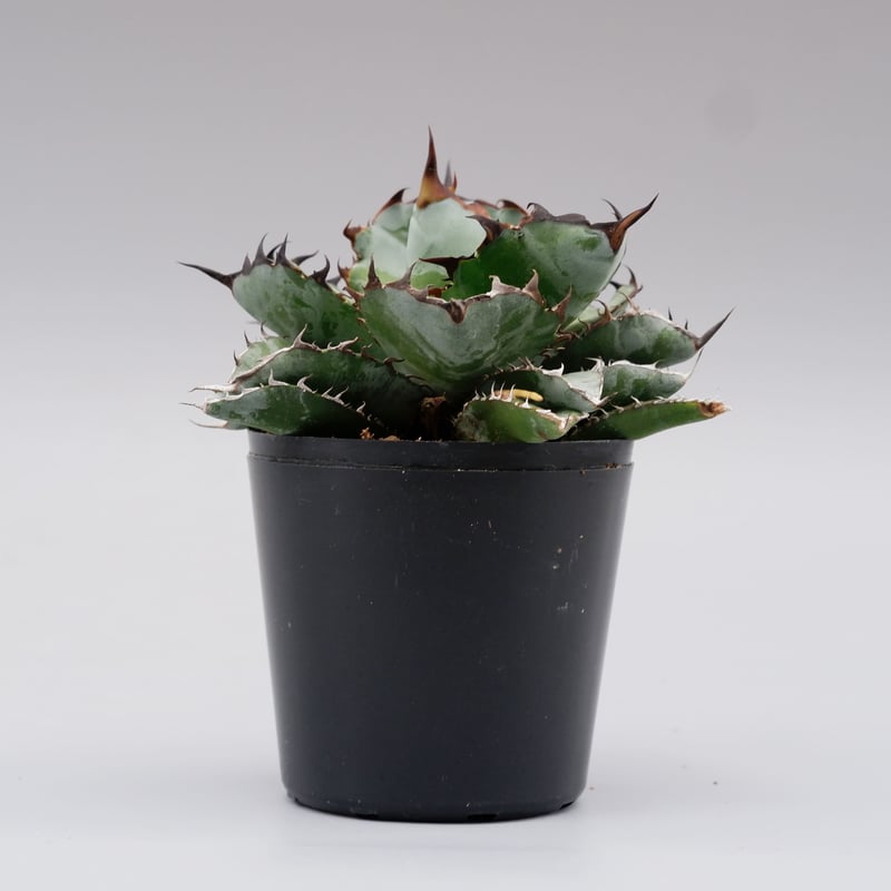 アガベ チタノタ ブラックアンドブルー Agave titanota BB 076 | Sun