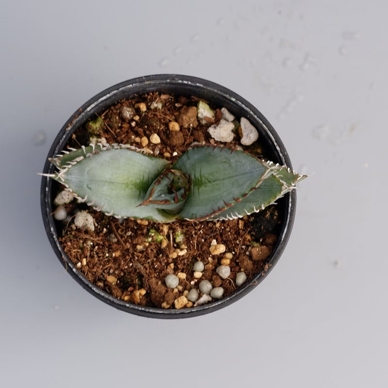 アガベ オテロイ 実生株 Agave oteroi seeding 047 | Sunny アガベ オテロイ 実生株 Agave oteroi seeding 047 | Sunny