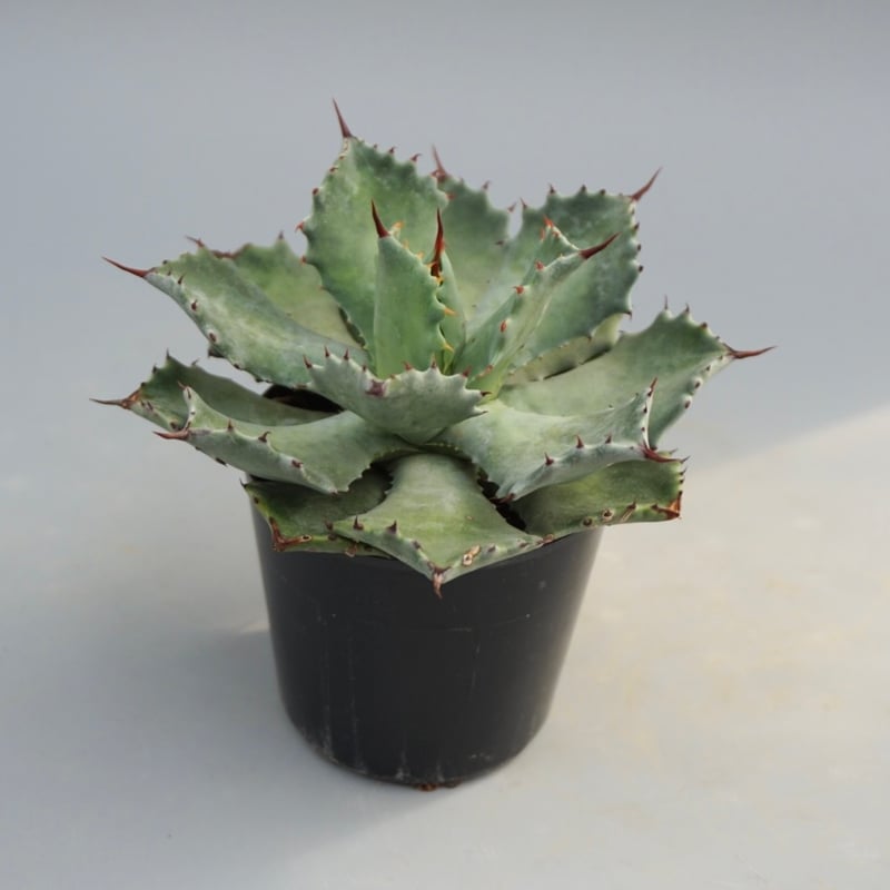 アガベ ハイブリッド「シャウィ×イシスメンシス」 Super dry様専用