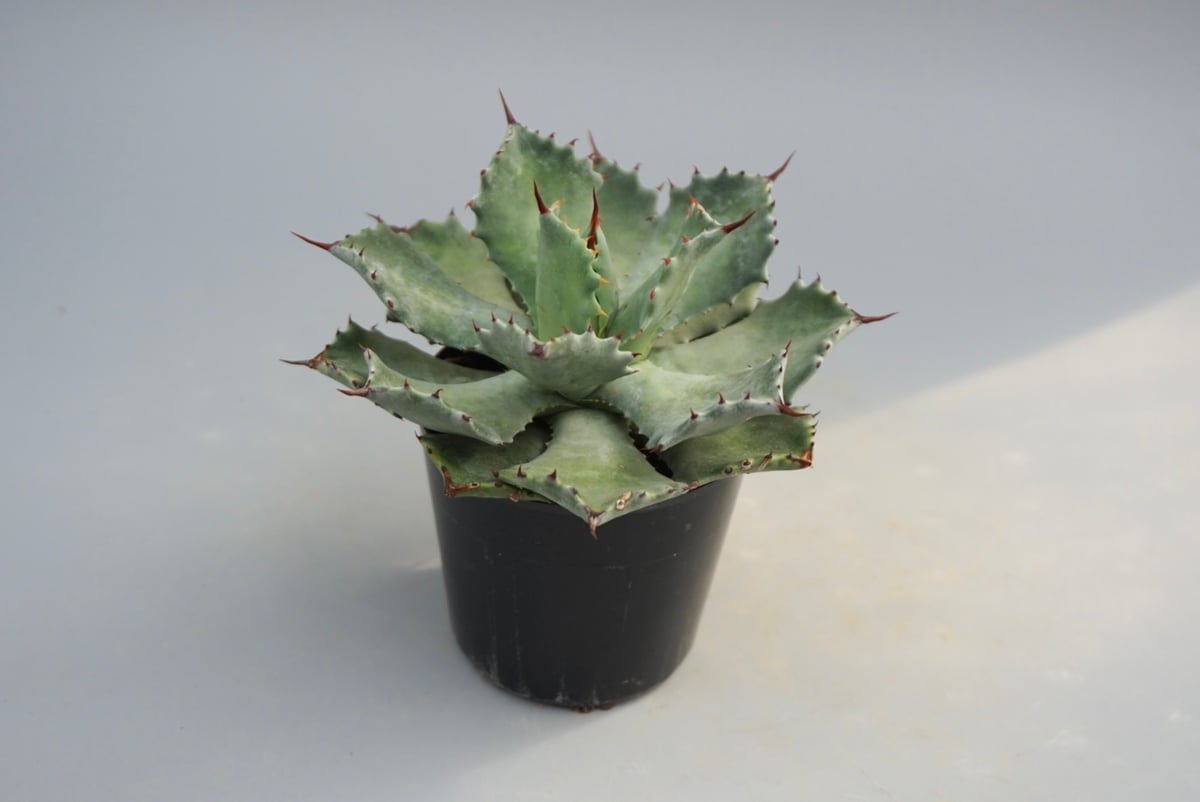 アガベ　イシスメンシス　Agave isthmensis アガベ イシスメンシス（インランドフォーム） Agave isthmensis