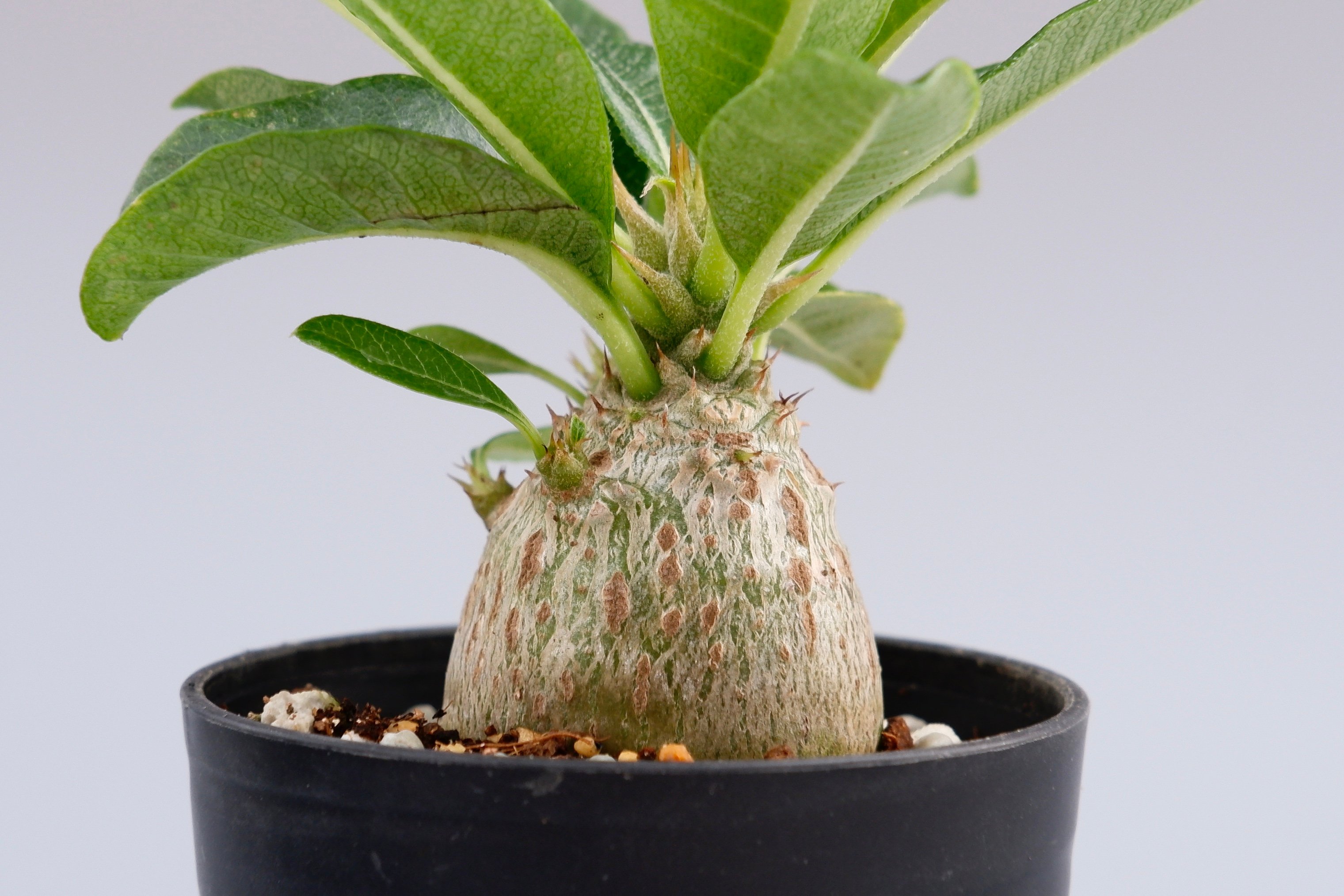 パキポディウム ウィンゾリー 実生株 014 Pachypodium windsorii |