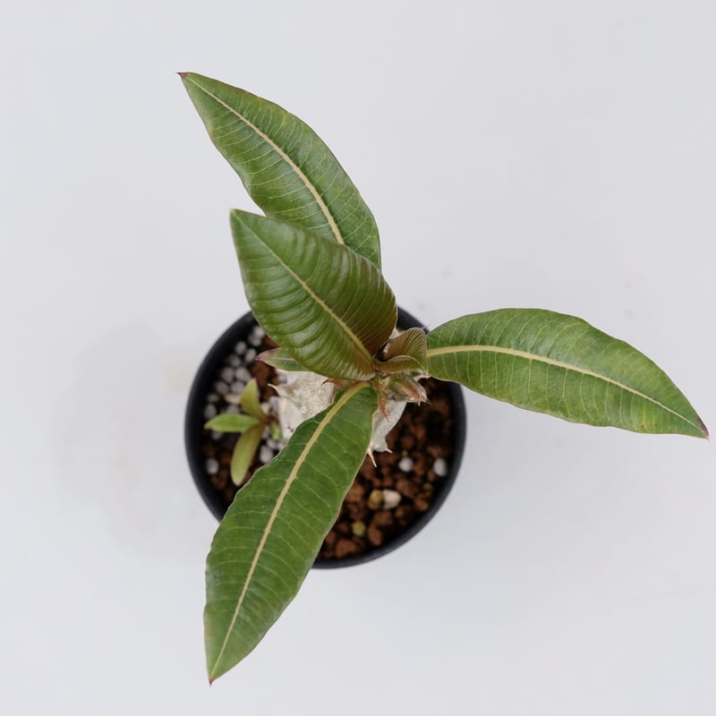 パキポディウム バロニー実生株012 Pachypodium baronii | Sunny