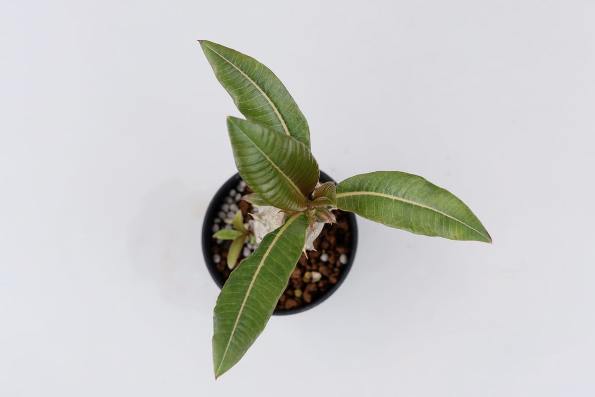 パキポディウム バロニー実生株012 Pachypodium baronii | Sunny