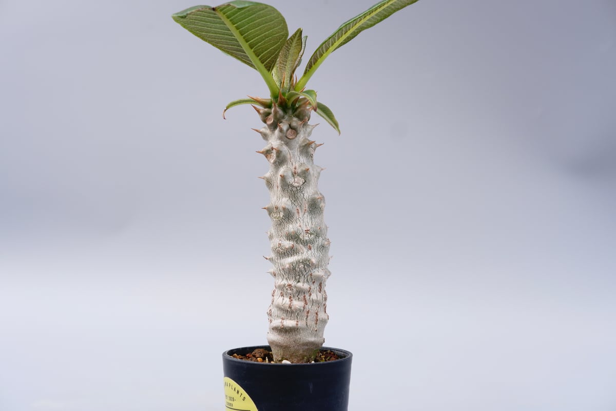 パキポディウム バロニー packypodium baronii 国内実生 大株 パキポディウム バロニー実生株025 Pachypodium baronii | Sunny