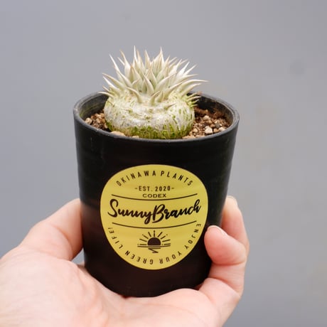 CATEGORY パキポディウム | Sunny Branch CATEGORY パキポディウム | Sunny Branch