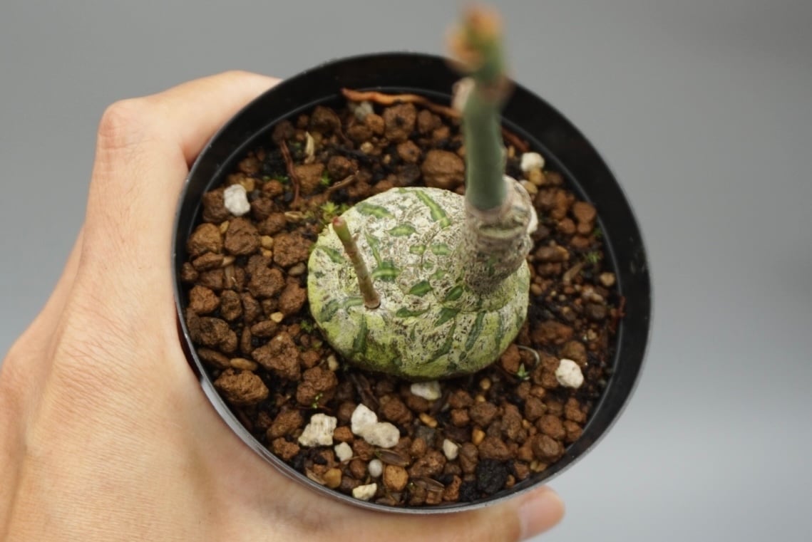 まんまる型 プセウド ボンバックス 048 Pseudobombax ellipticum |