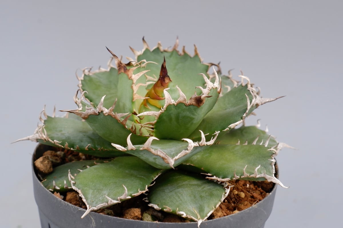 agave titanota filigree フィリグリー コレクション株 泥臭く