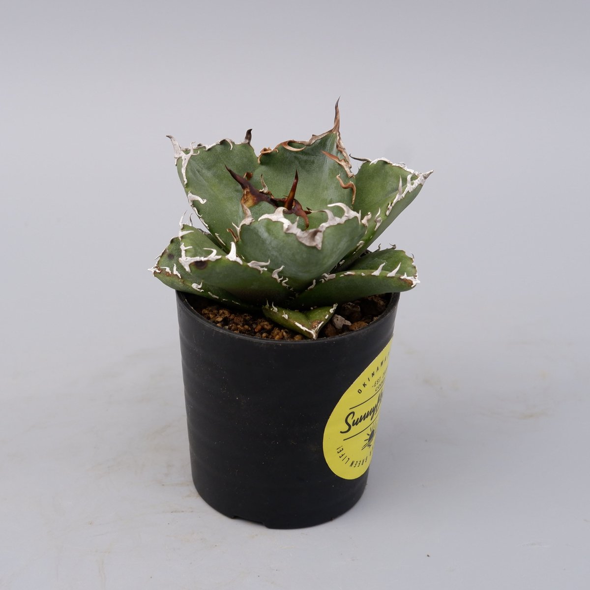 アガベ チタノタ 白鯨 Agave titanota white whale 181 | Su