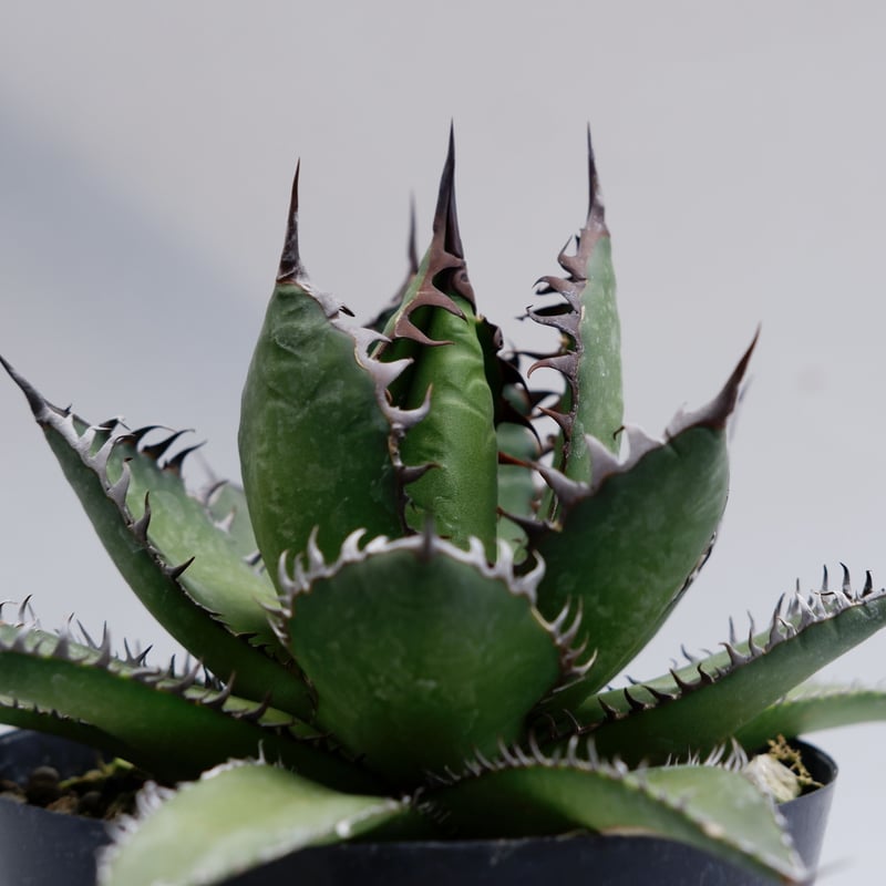 アガベ ホリダ 021 Agave horrida 強棘 | Sunny Branch