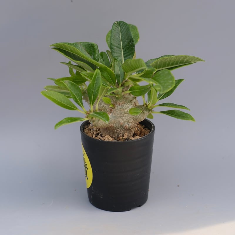 パキポディウム ウィンゾリー 実生株 094 Pachypodium windsorii |