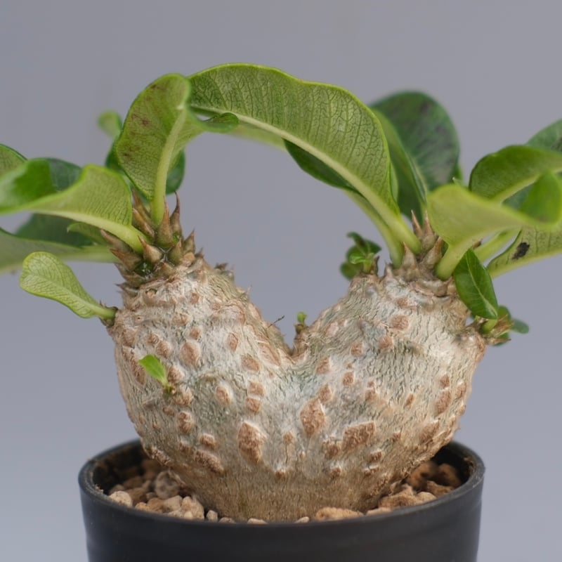 パキポディウム ウィンゾリー 実生株 095 Pachypodium windsorii |