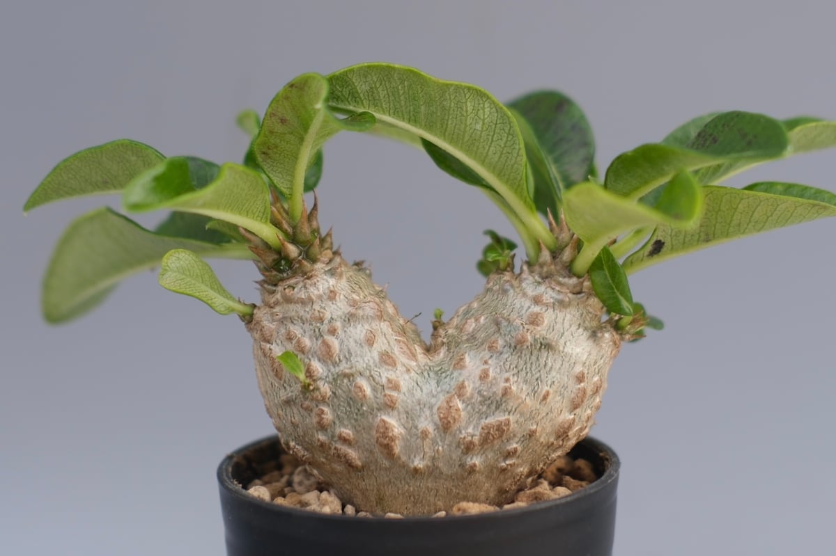 パキポディウム ウィンゾリー 実生株 095 Pachypodium windsorii |