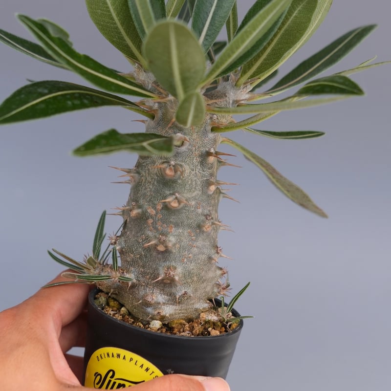 パキポディウム カクチペス 実生株 パキポディウム カクチペス(実生) / Pachypodium rosulatum var.