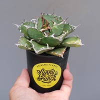 アガベ チタノタ　シーザー　ボールタイプ子株付き 子株付】アガベ・チタノタ シーザー（凱撒）大-008｜agave