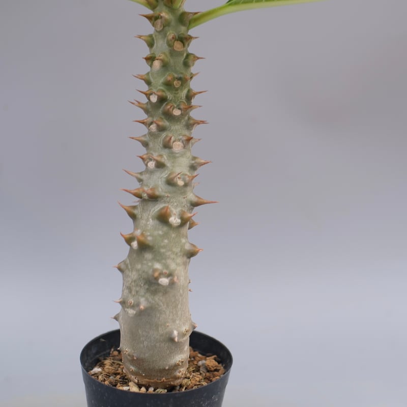 パキポディウム バロニー実生株043 Pachypodium baronii | Sunny