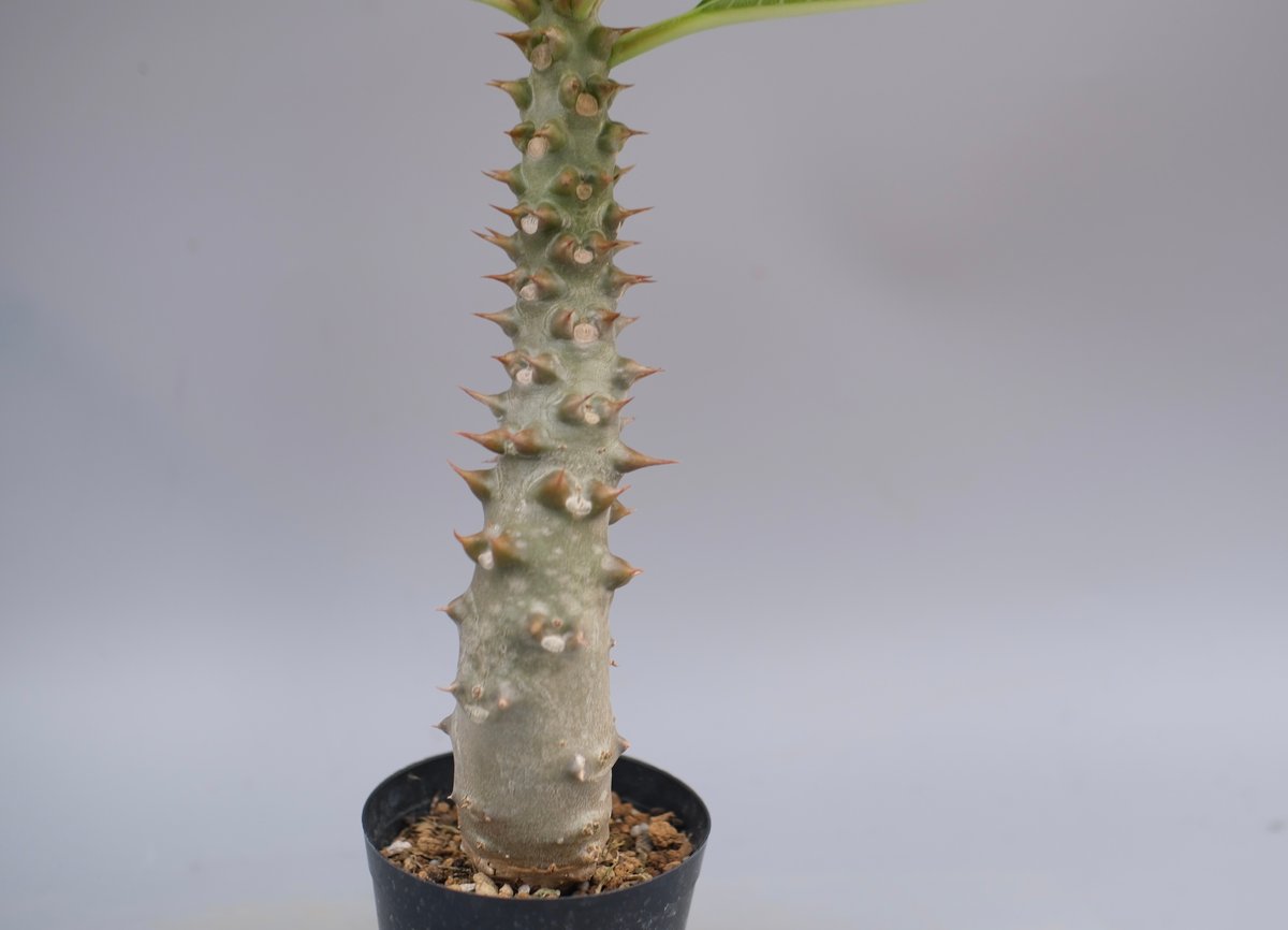 パキポディウム バロニー実生株043 Pachypodium baronii | Sunny