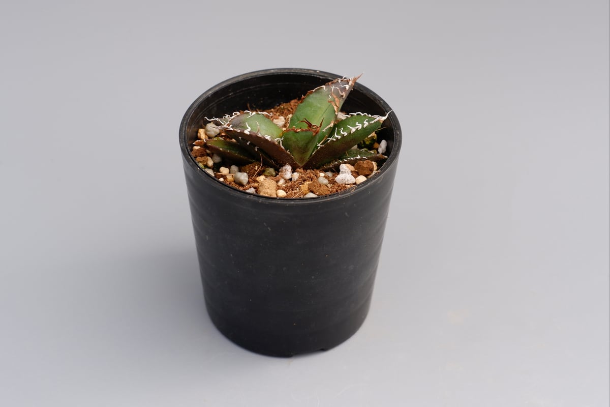 アガベ チタノタ シーザー Agave titanota caesar 046 | Sunny