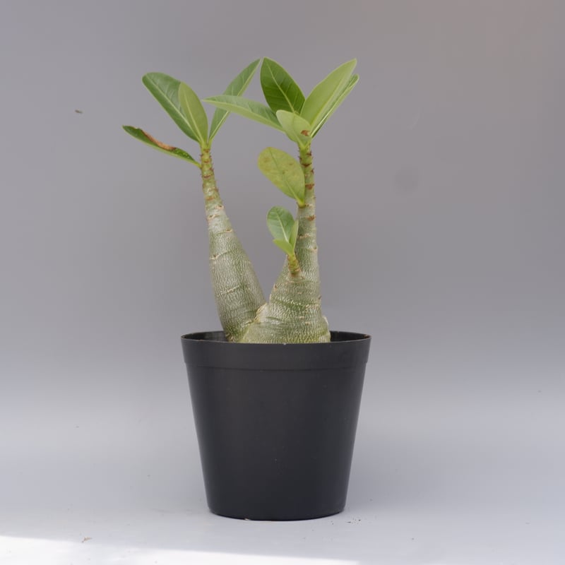 アデニウム ソマレンセ 実生株 Adenium somalense 005 | Sunny B