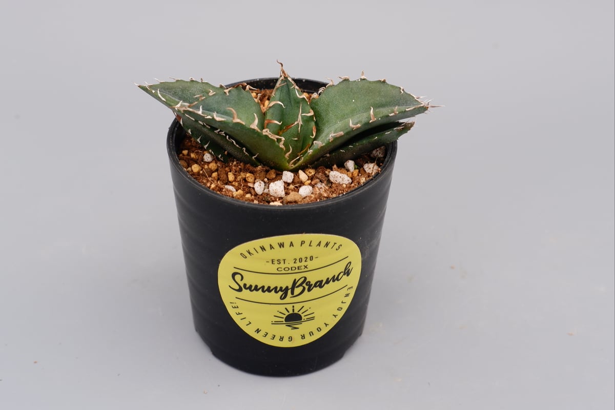 アガベ チタノタ 白鯨 Agave titanota white whale 103 | Su