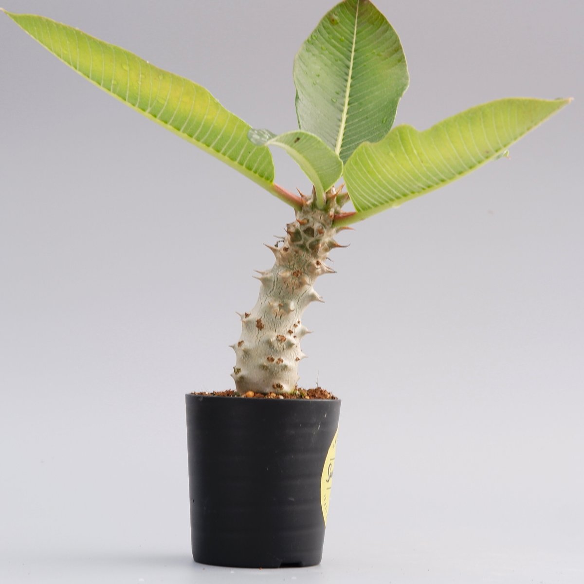 パキポディウム バロニー実生株016 Pachypodium baronii | Sunny